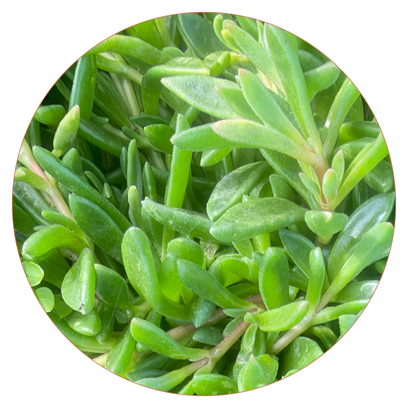 Sedum