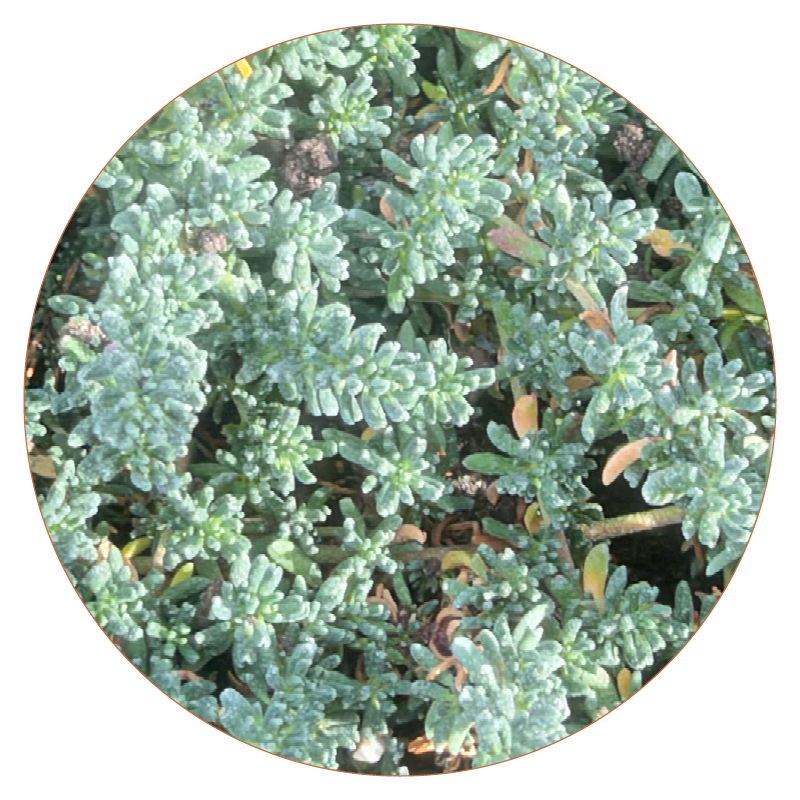 Alpines