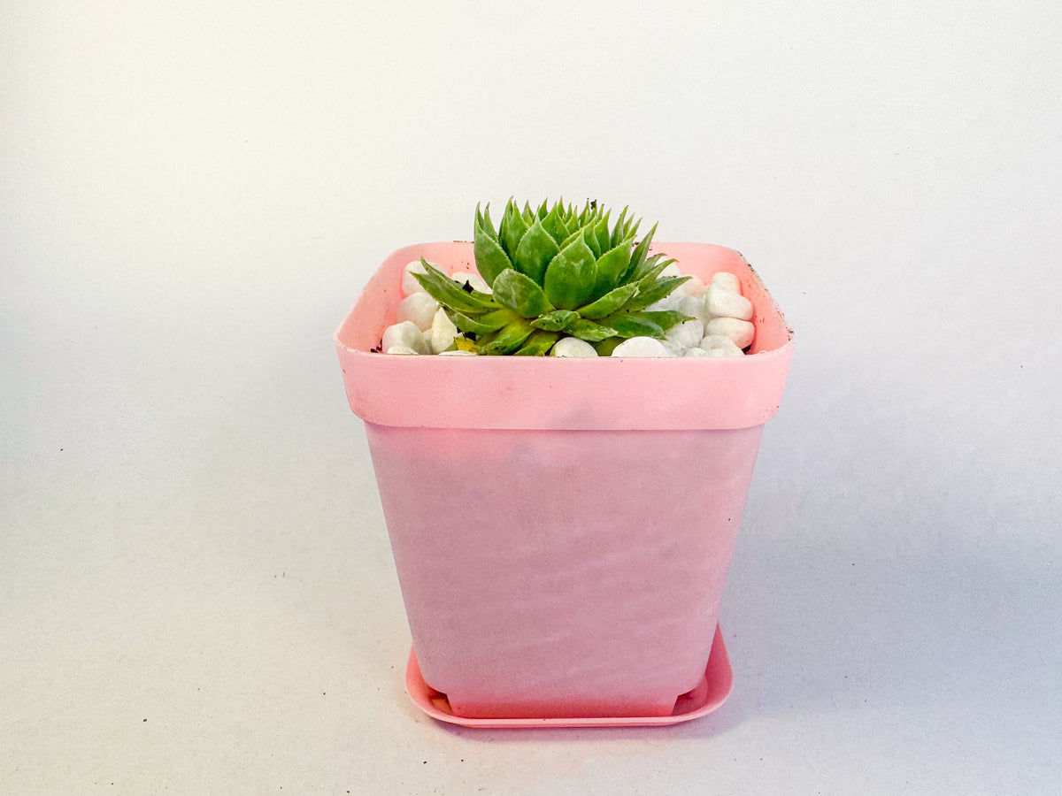 Sempervivum Hens and Chicks in White Pot, Houseleek Succulent, Hardy Mini Potted Plant, UK Grown Plant Gift
