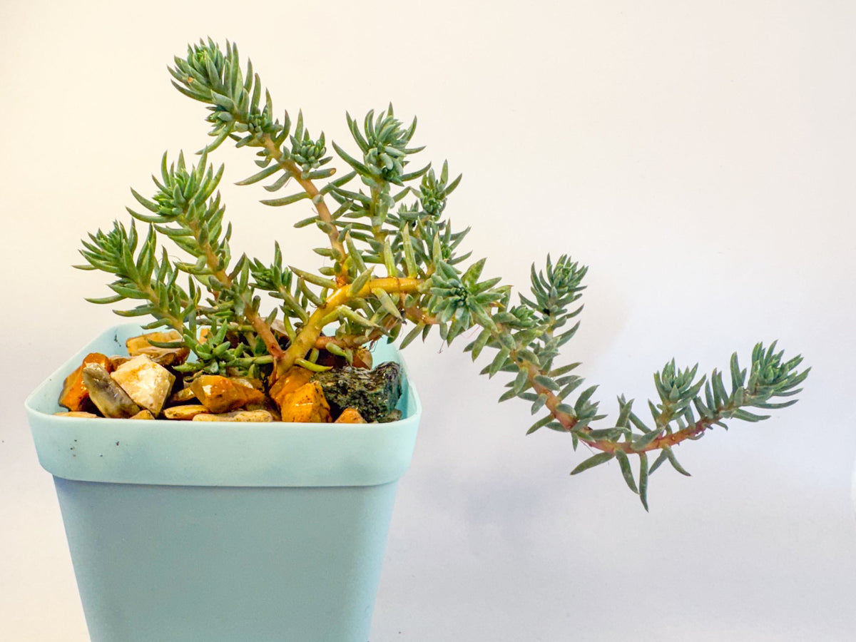 Sedum Rupestre Blue Spruce Stonecrop in 6cm Blue Pot, Hardy Trailing Succulent, UK Grown Small Plant Gift