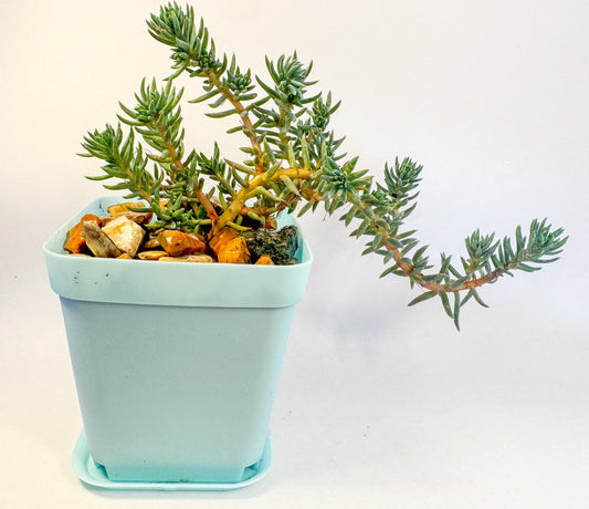 Sedum Rupestre Blue Spruce Stonecrop in 6cm Blue Pot, Hardy Trailing Succulent, UK Grown Small Plant Gift