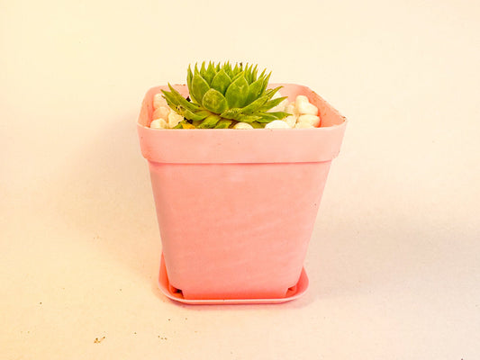 Sempervivum Hens and Chicks in White Pot, Houseleek Succulent, Hardy Mini Potted Plant, UK Grown Plant Gift