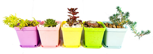 Mini Succulent Gift Set in Colourful Plant Pots, Potted Sedum & Houseleek Plants, UK Grown Secret Santa Gift