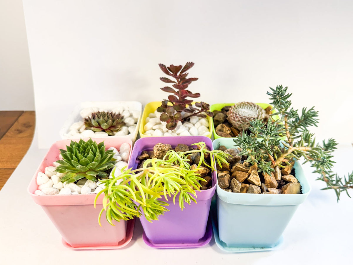 Mini Succulent Gift Set in Colourful Plant Pots, Potted Sedum & Houseleek Plants, UK Grown Secret Santa Gift
