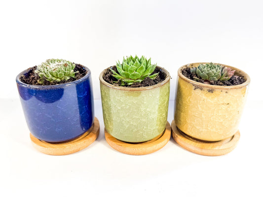 Houseleek Succulent in Crackle Glaze Ceramic Pot with Bamboo Tray, Colourful Desk Plant, UK Grown Plant Gift