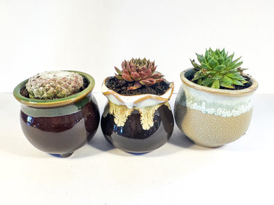 Houseleek Succulent in Ceramic Plant Pot, Coffee Drip Glaze, Single or Set of 3, UK Grown Desk Plant Gift