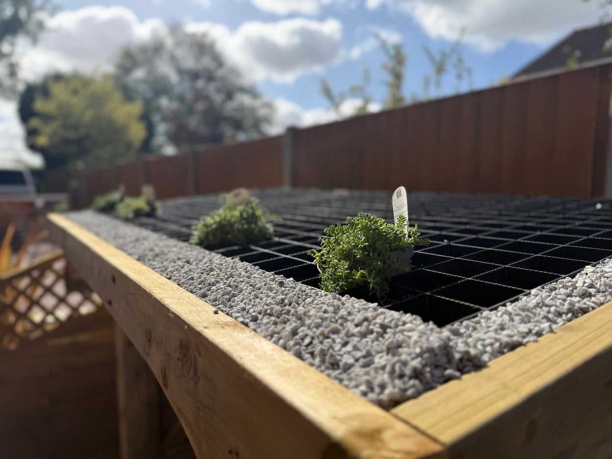 A wooden raised garden bed with a black grid tray over gray gravel, holding small green seedlings under natural outdoor light.