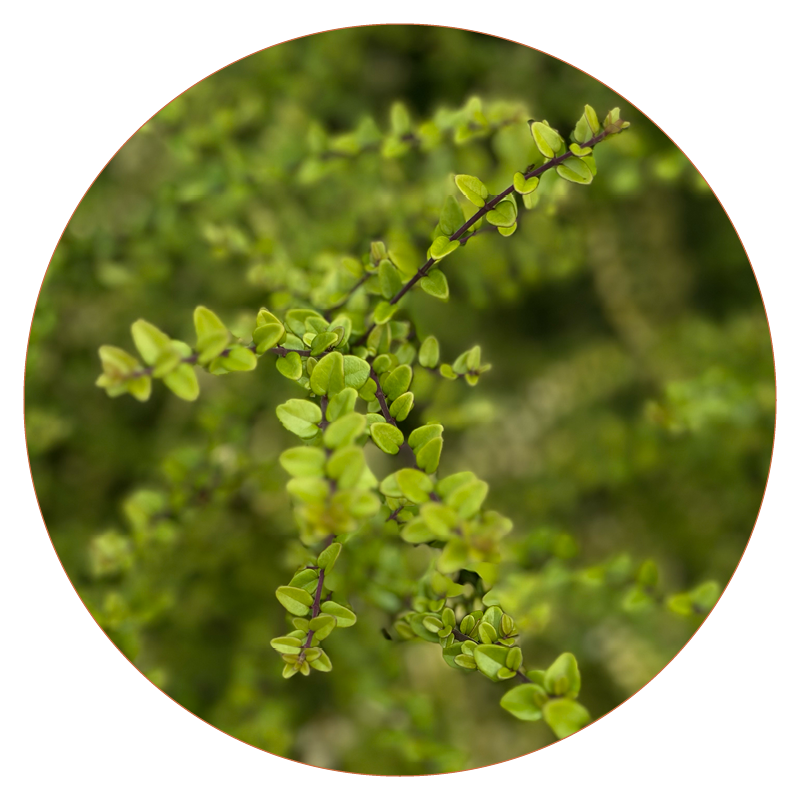 Shrubs
