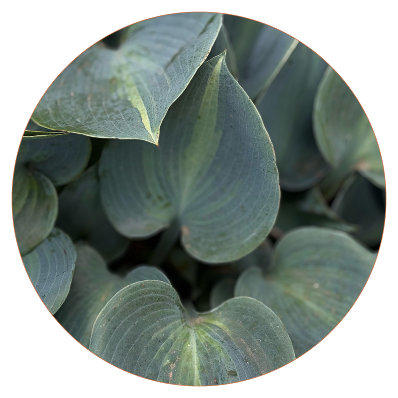 Perennials