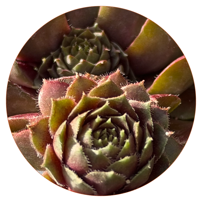 Sempervivum
