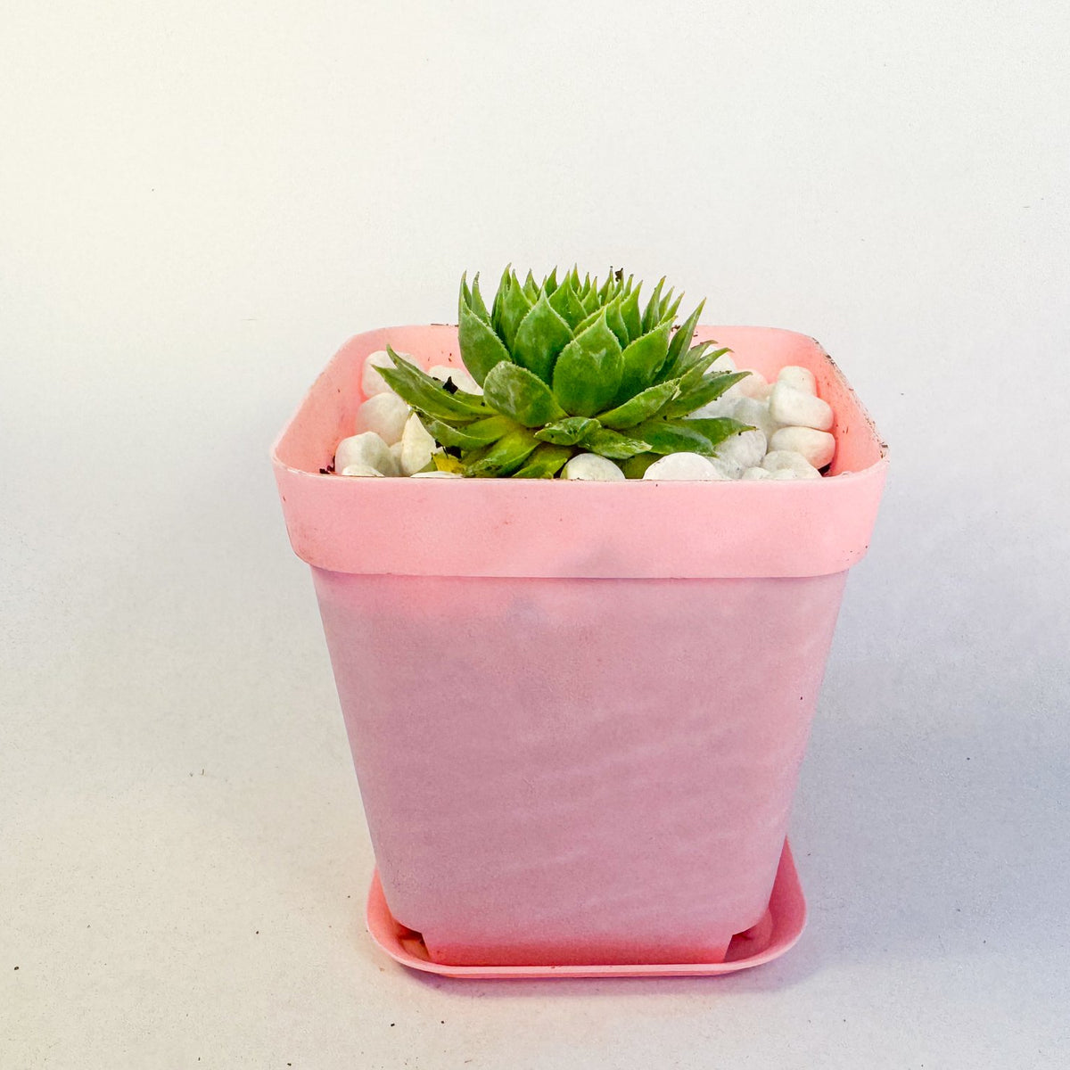 Mini Succulent Gift Set in Colourful Plant Pots, Potted Sedum & Houseleek Plants, UK Grown Secret Santa Gift