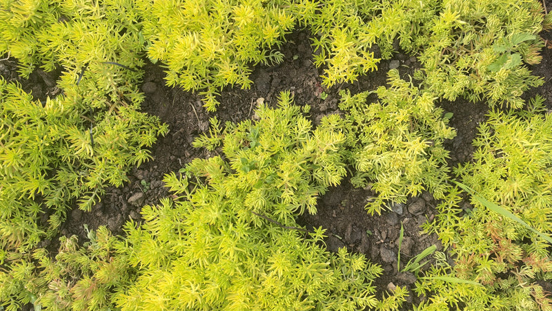 Hardy Sedum Variety Box, 12 Rooted Succulent Plants, UK Grown Rockery & Ground Cover Plants, Gardener Gift