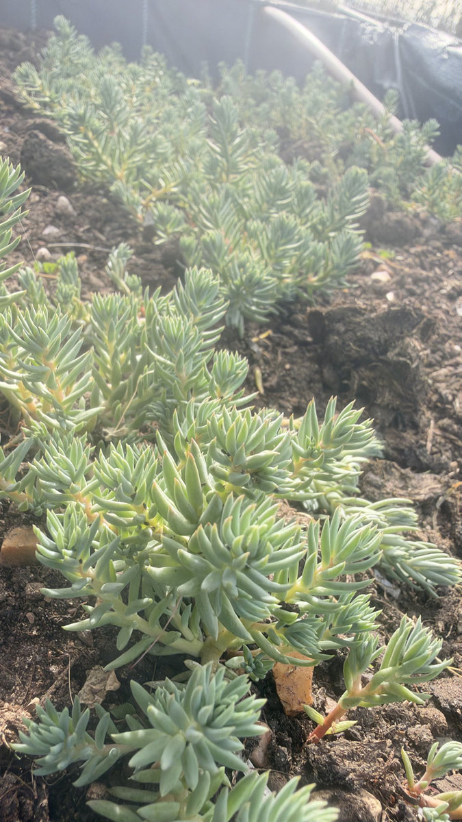 Sedum Rupestre Blue Spruce Stonecrop in 6cm Blue Pot, Hardy Trailing Succulent, UK Grown Small Plant Gift