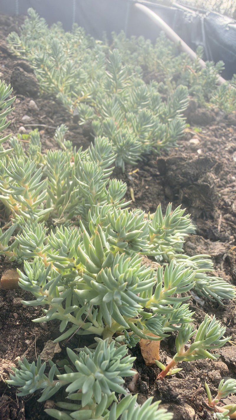 Sedum Rupestre Blue Spruce Stonecrop in 6cm Blue Pot, Hardy Trailing Succulent, UK Grown Small Plant Gift