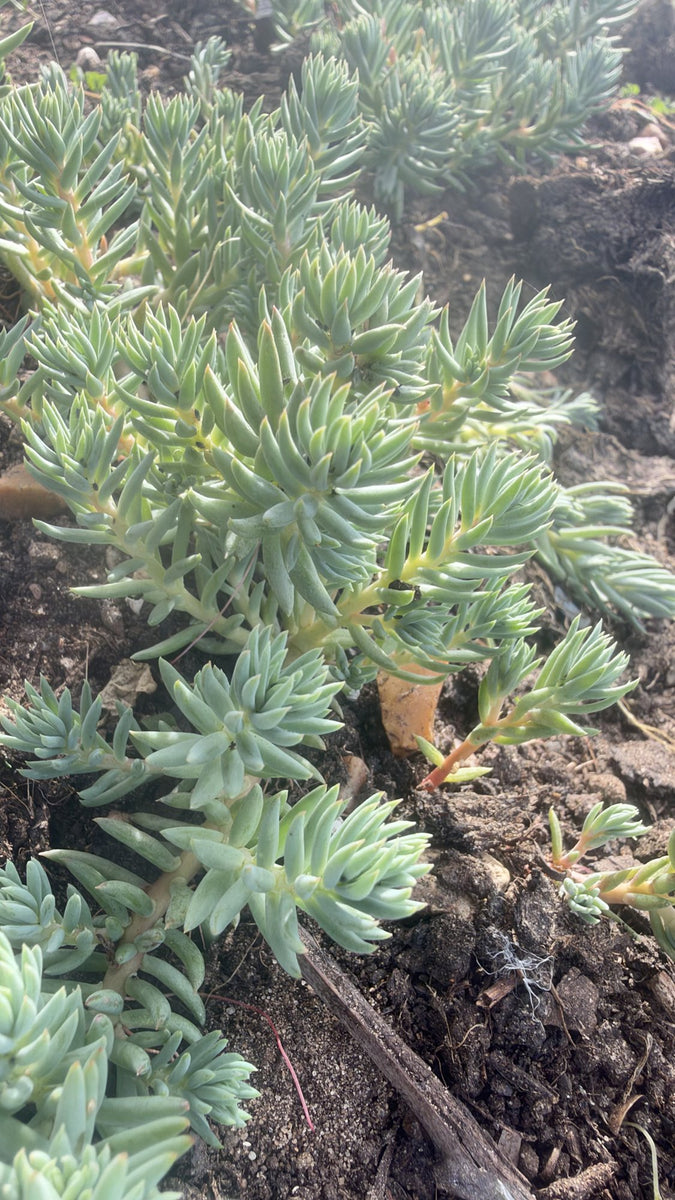 Sedum Rupestre Blue Spruce Stonecrop in 6cm Blue Pot, Hardy Trailing Succulent, UK Grown Small Plant Gift