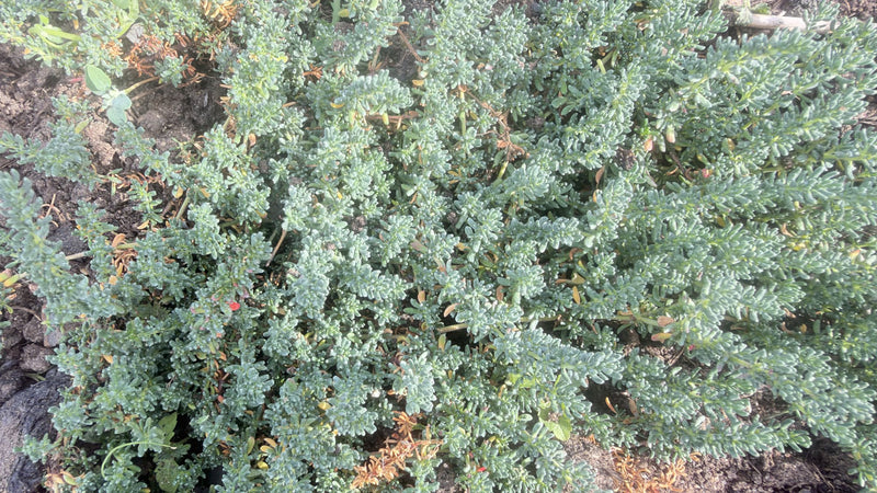 Hardy Sedum Variety Box, 12 Rooted Succulent Plants, UK Grown Rockery & Ground Cover Plants, Gardener Gift