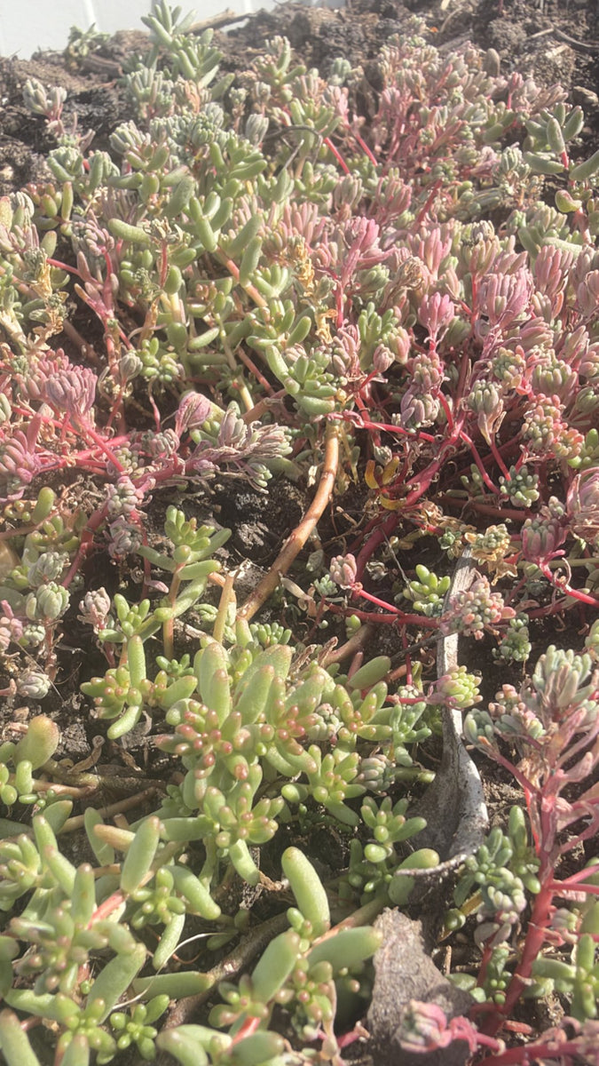 Hardy Sedum Variety Box, 12 Rooted Succulent Plants, UK Grown Rockery & Ground Cover Plants, Gardener Gift