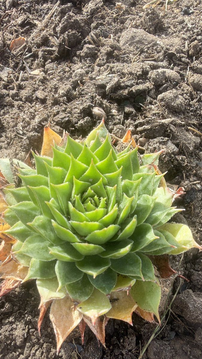 Houseleek Succulent in Ceramic Pot with Wooden Tray, Coffee Drip Glaze, Single or Set of 3, Plant Lover Gift