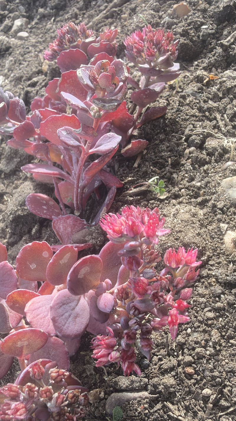 Hardy Sedum Variety Box, 12 Rooted Succulent Plants, UK Grown Rockery & Ground Cover Plants, Gardener Gift