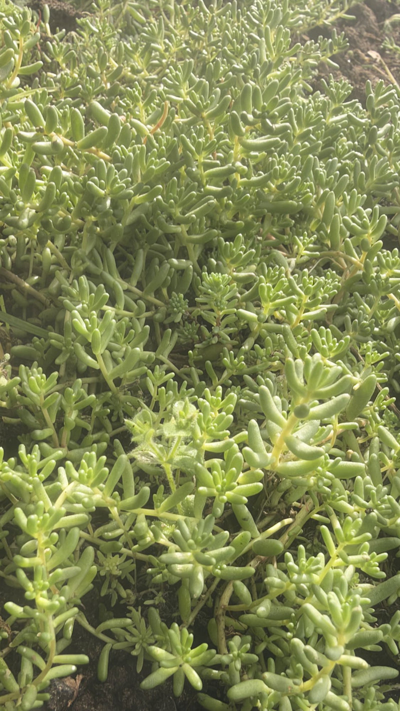 Hardy Sedum Variety Box, 12 Rooted Succulent Plants, UK Grown Rockery & Ground Cover Plants, Gardener Gift