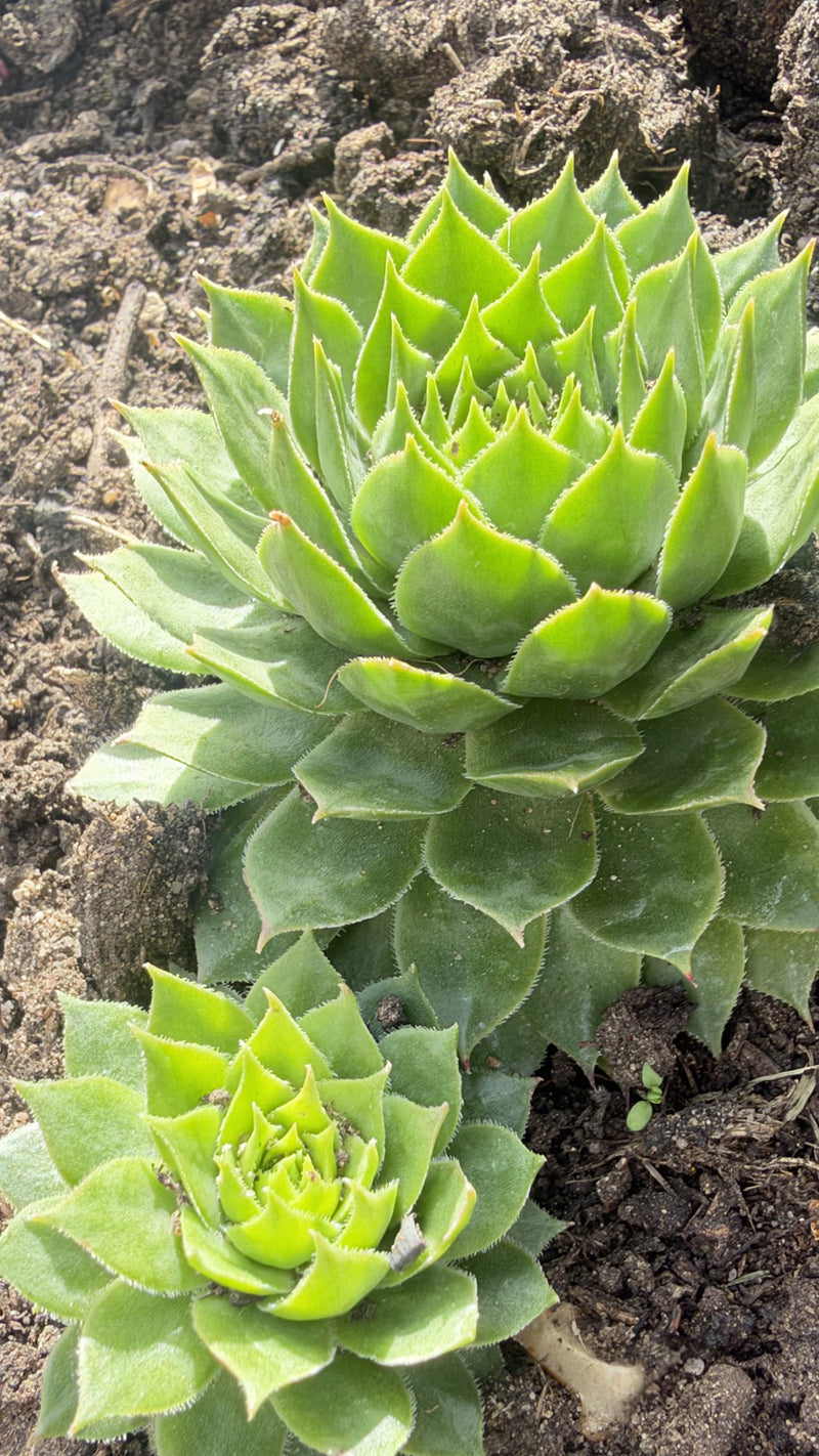 Sempervivum Hens and Chicks in White Pot, Houseleek Succulent, Hardy Mini Potted Plant, UK Grown Plant Gift