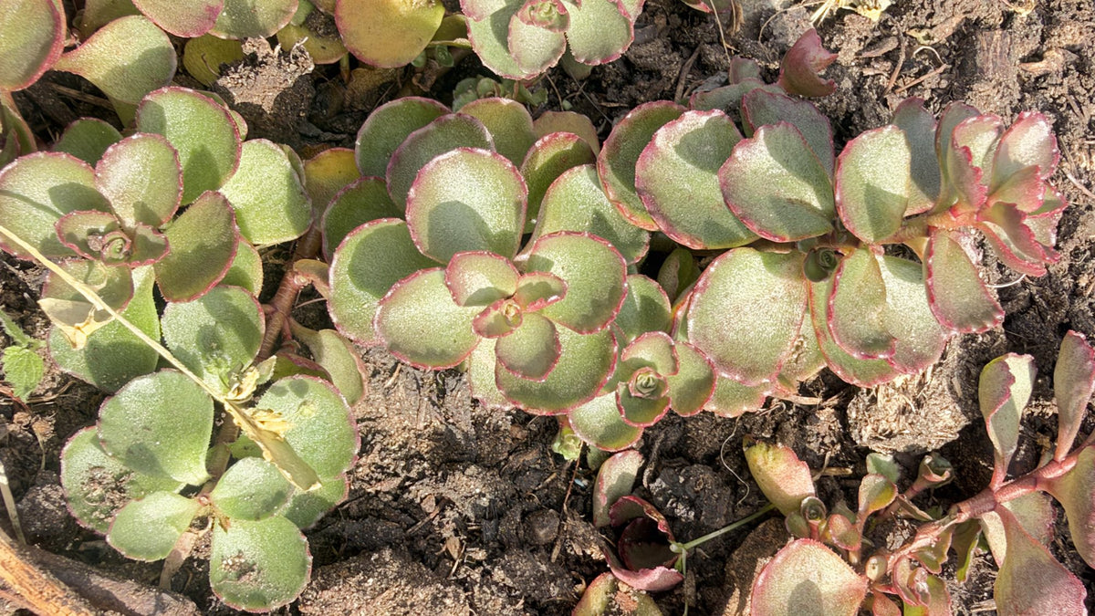 Hardy Sedum Variety Box, 12 Rooted Succulent Plants, UK Grown Rockery & Ground Cover Plants, Gardener Gift