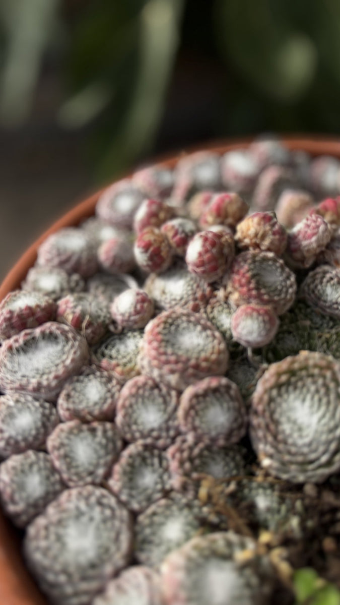 Cobweb Houseleek in Green Pot, Sempervivum Arachnoideum Succulent, Hardy Mini Plant, UK Grown Plant Gift
