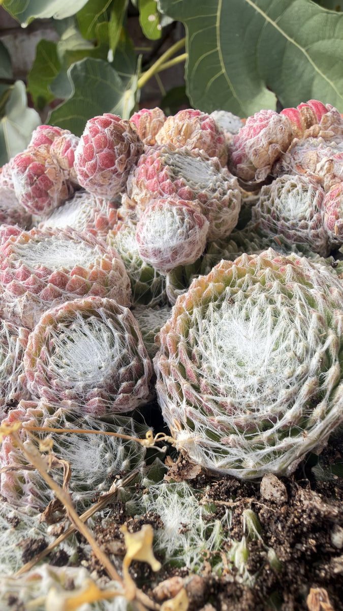 Cobweb Houseleek in Green Pot, Sempervivum Arachnoideum Succulent, Hardy Mini Plant, UK Grown Plant Gift