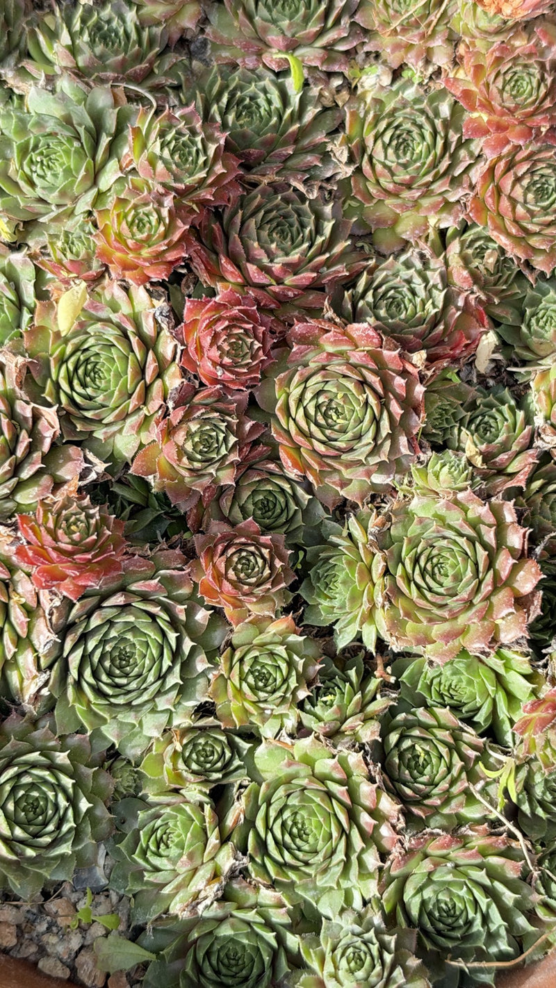 Houseleek Succulent in Ceramic Pot with Wooden Tray, Coffee Drip Glaze, Single or Set of 3, Plant Lover Gift