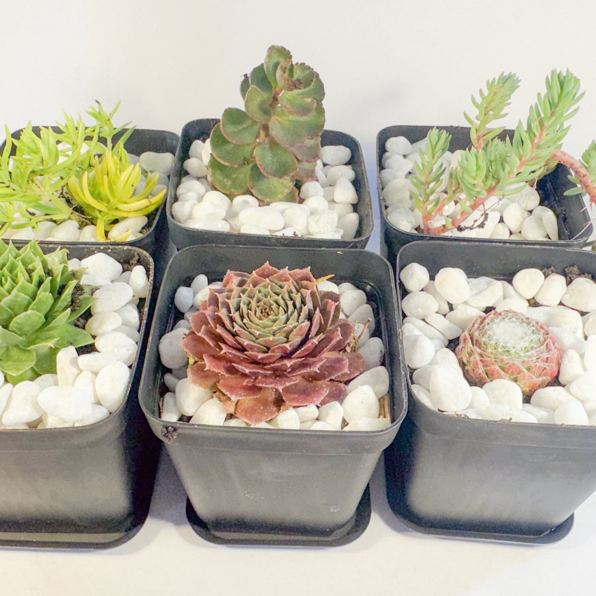Potted Succulent Set of 6 in Black Plant Pots, Mini Sedum & Houseleek Plants, UK Grown Christmas Plant Gift