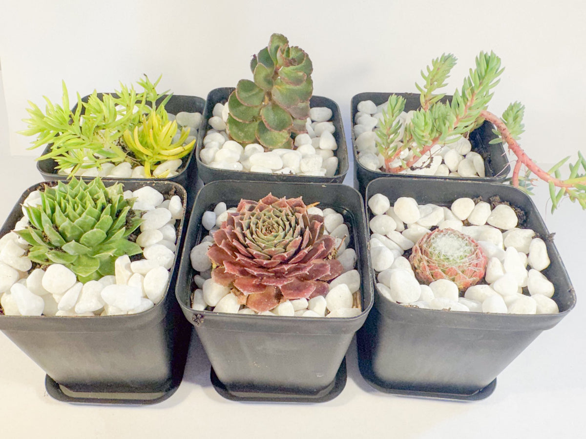 Potted Succulent Set of 6 in Black Plant Pots, Mini Sedum & Houseleek Plants, UK Grown Christmas Plant Gift