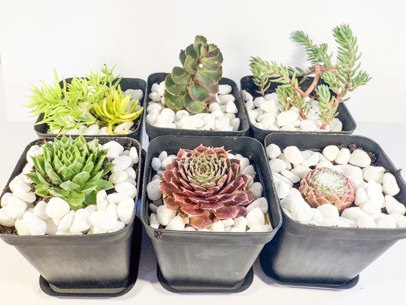 Potted Succulent Set of 6 in Black Plant Pots, Mini Sedum & Houseleek Plants, UK Grown Christmas Plant Gift
