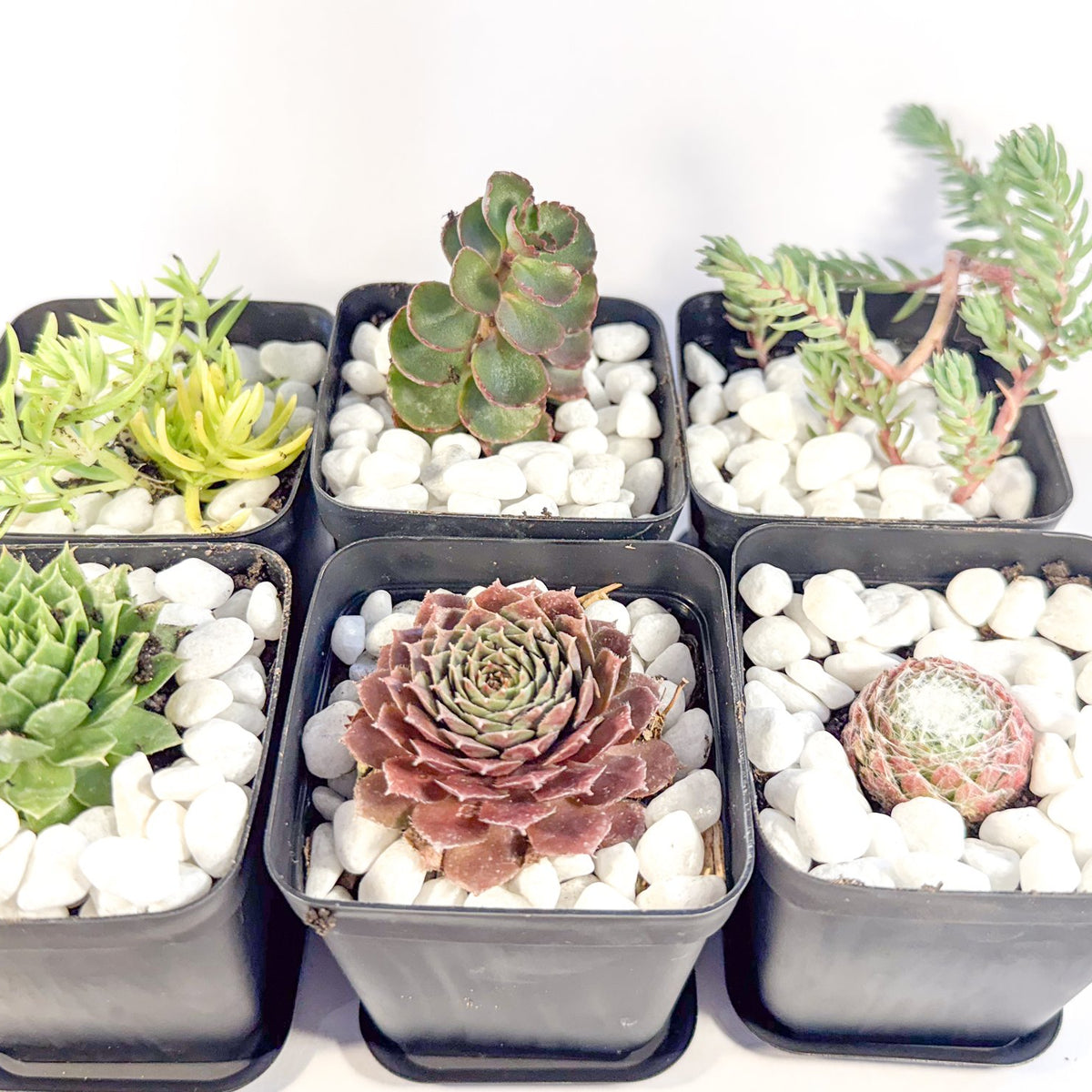 Potted Succulent Set of 6 in Black Plant Pots, Mini Sedum & Houseleek Plants, UK Grown Christmas Plant Gift