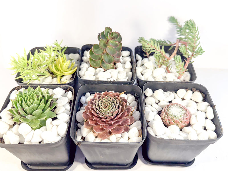 Potted Succulent Set of 6 in Black Plant Pots, Mini Sedum & Houseleek Plants, UK Grown Christmas Plant Gift