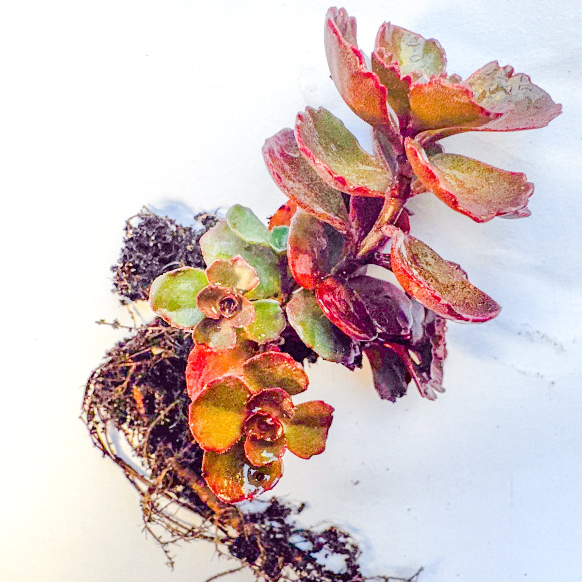 Hardy Sedum Variety Box, 12 Rooted Succulent Plants, UK Grown Rockery & Ground Cover Plants, Gardener Gift