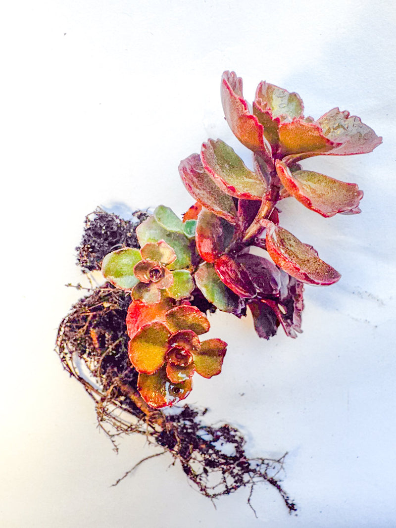 Hardy Sedum Variety Box, 12 Rooted Succulent Plants, UK Grown Rockery & Ground Cover Plants, Gardener Gift