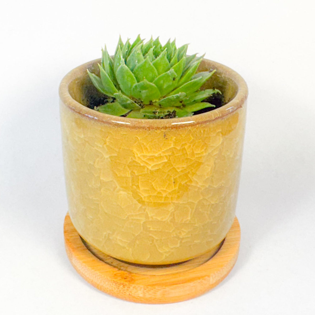 Houseleek Succulent in Crackle Glaze Ceramic Pot with Bamboo Tray, Colourful Desk Plant, UK Grown Plant Gift