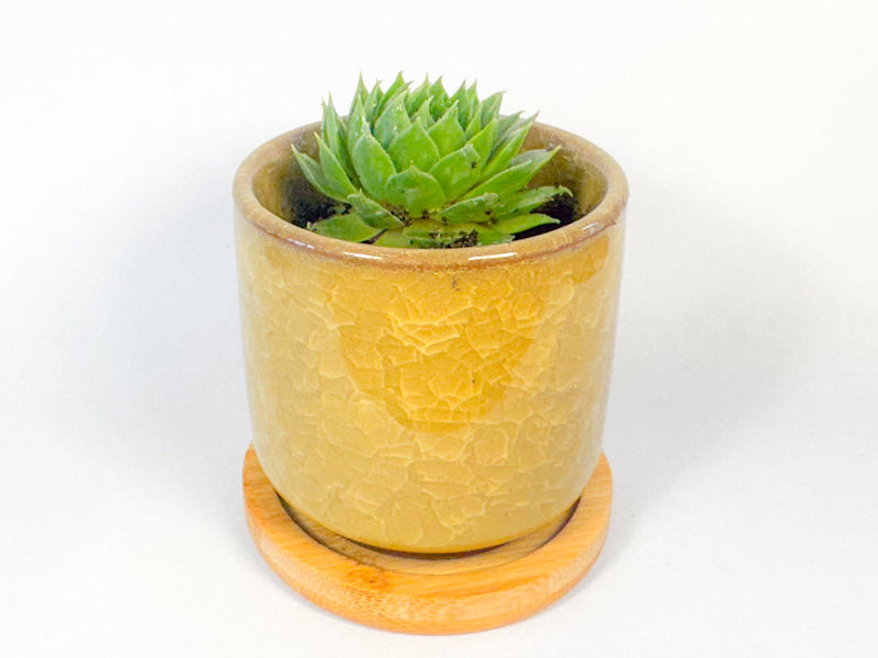 Houseleek Succulent in Crackle Glaze Ceramic Pot with Bamboo Tray, Colourful Desk Plant, UK Grown Plant Gift