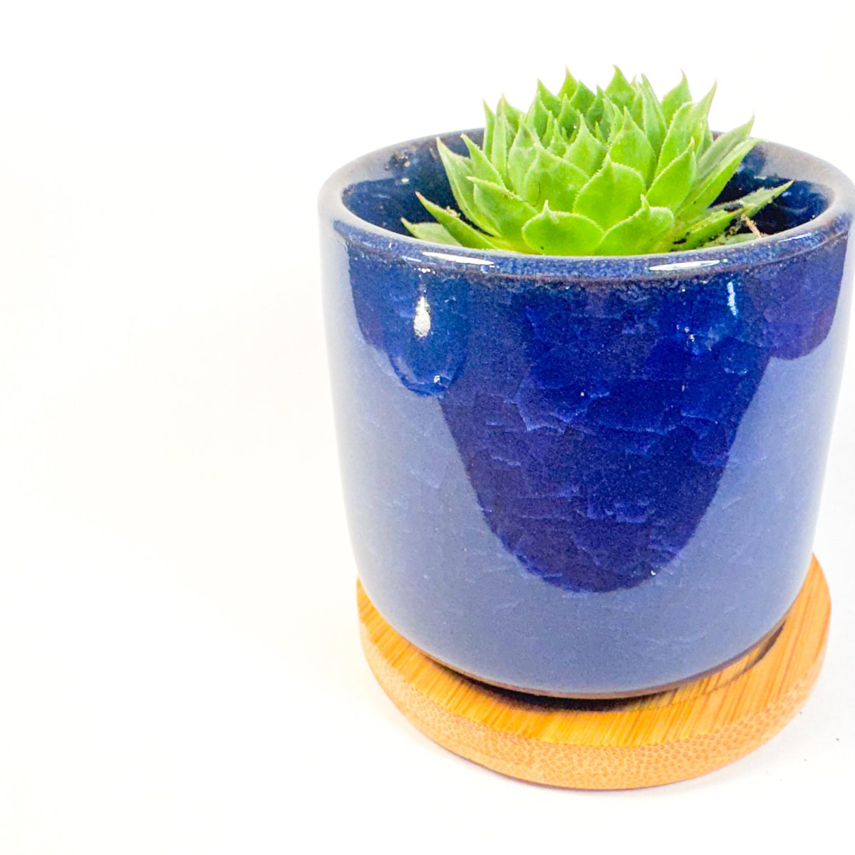 Houseleek Succulent in Crackle Glaze Ceramic Pot with Bamboo Tray, Colourful Desk Plant, UK Grown Plant Gift