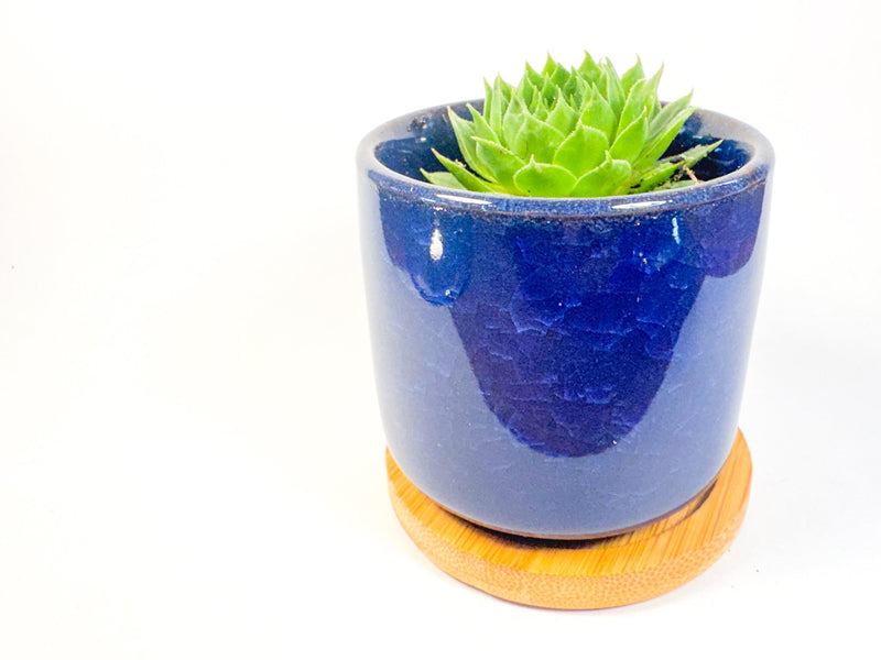 Houseleek Succulent in Crackle Glaze Ceramic Pot with Bamboo Tray, Colourful Desk Plant, UK Grown Plant Gift