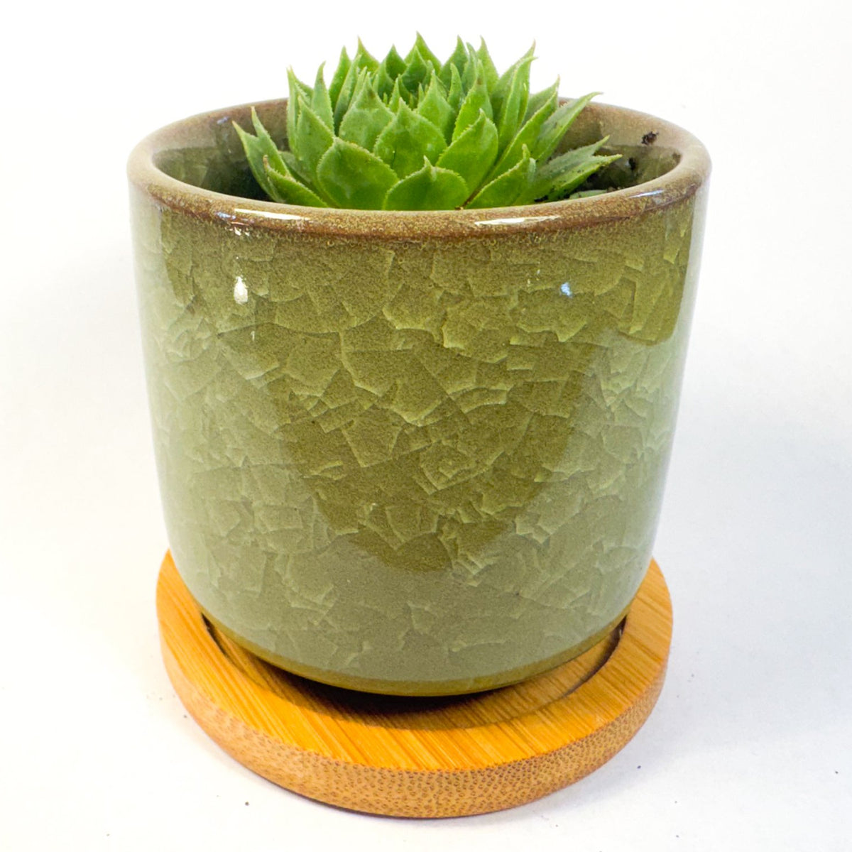 Houseleek Succulent in Crackle Glaze Ceramic Pot with Bamboo Tray, Colourful Desk Plant, UK Grown Plant Gift