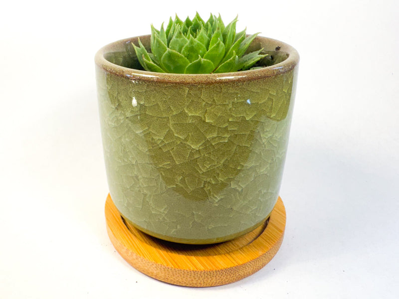 Houseleek Succulent in Crackle Glaze Ceramic Pot with Bamboo Tray, Colourful Desk Plant, UK Grown Plant Gift