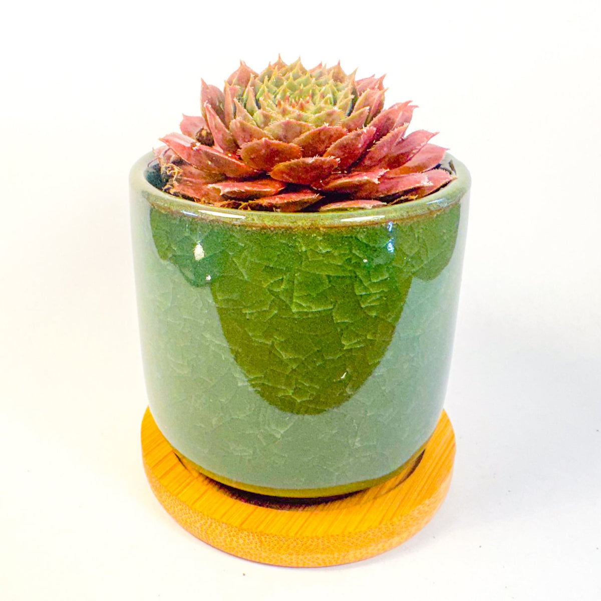 Houseleek Succulent in Crackle Glaze Ceramic Pot with Bamboo Tray, Colourful Desk Plant, UK Grown Plant Gift