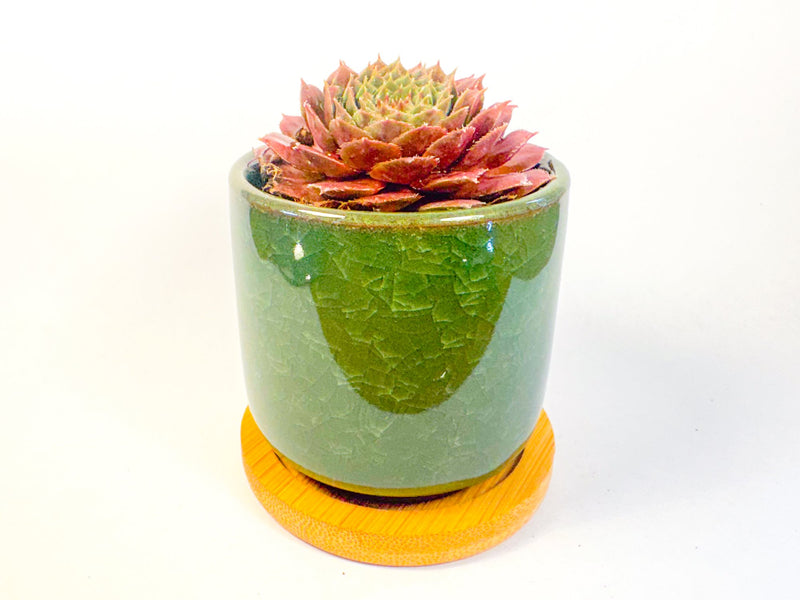 Houseleek Succulent in Crackle Glaze Ceramic Pot with Bamboo Tray, Colourful Desk Plant, UK Grown Plant Gift