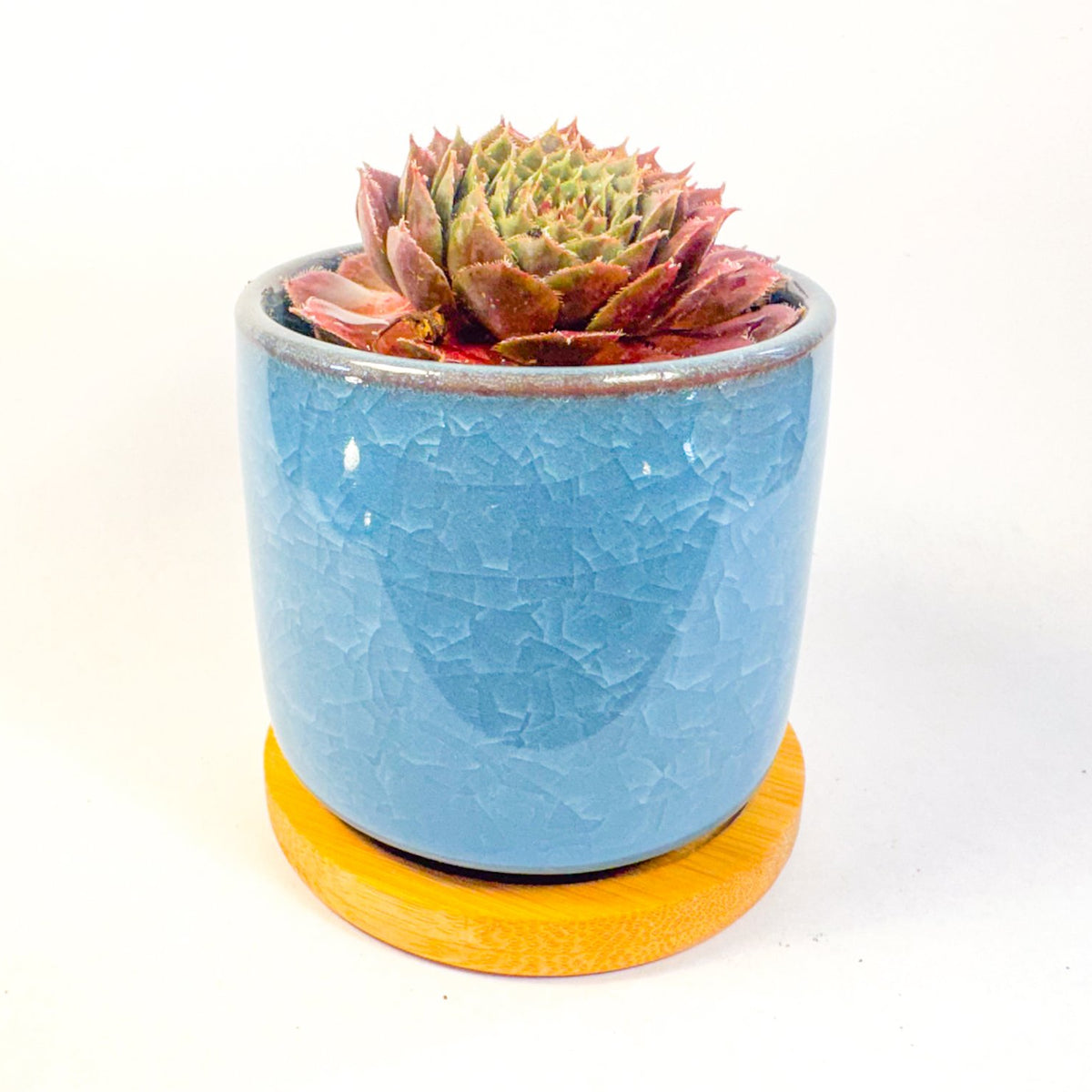 Houseleek Succulent in Crackle Glaze Ceramic Pot with Bamboo Tray, Colourful Desk Plant, UK Grown Plant Gift
