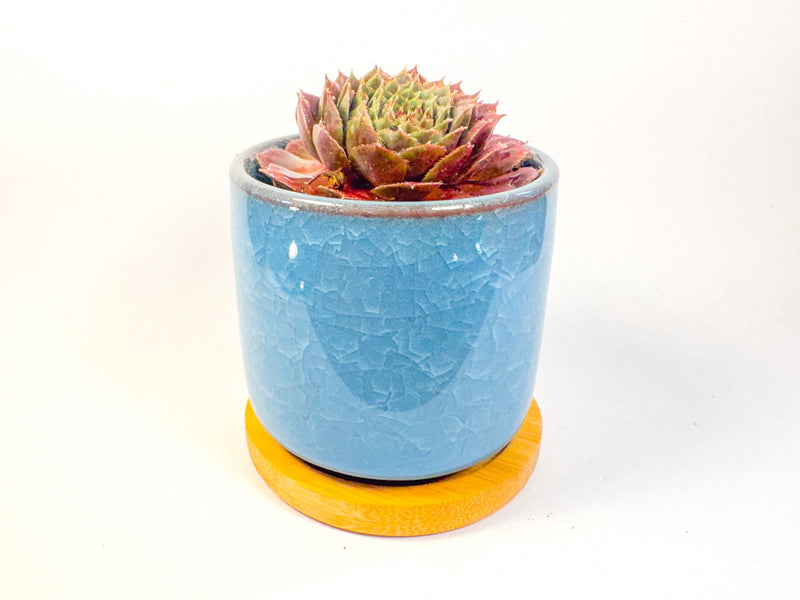 Houseleek Succulent in Crackle Glaze Ceramic Pot with Bamboo Tray, Colourful Desk Plant, UK Grown Plant Gift