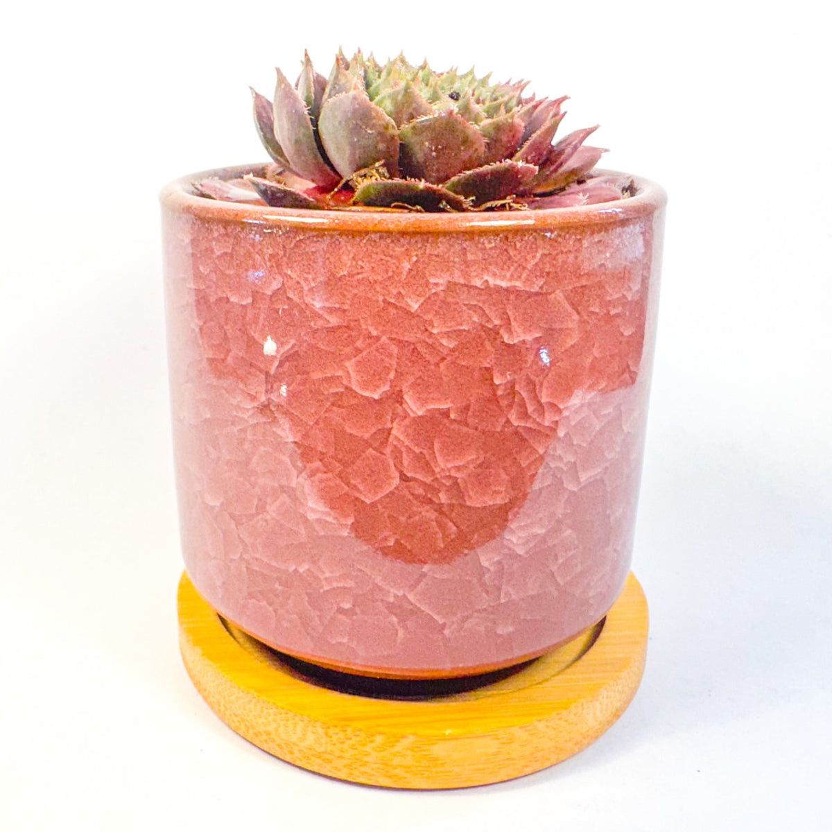 Houseleek Succulent in Crackle Glaze Ceramic Pot with Bamboo Tray, Colourful Desk Plant, UK Grown Plant Gift