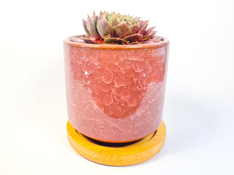 Houseleek Succulent in Crackle Glaze Ceramic Pot with Bamboo Tray, Colourful Desk Plant, UK Grown Plant Gift