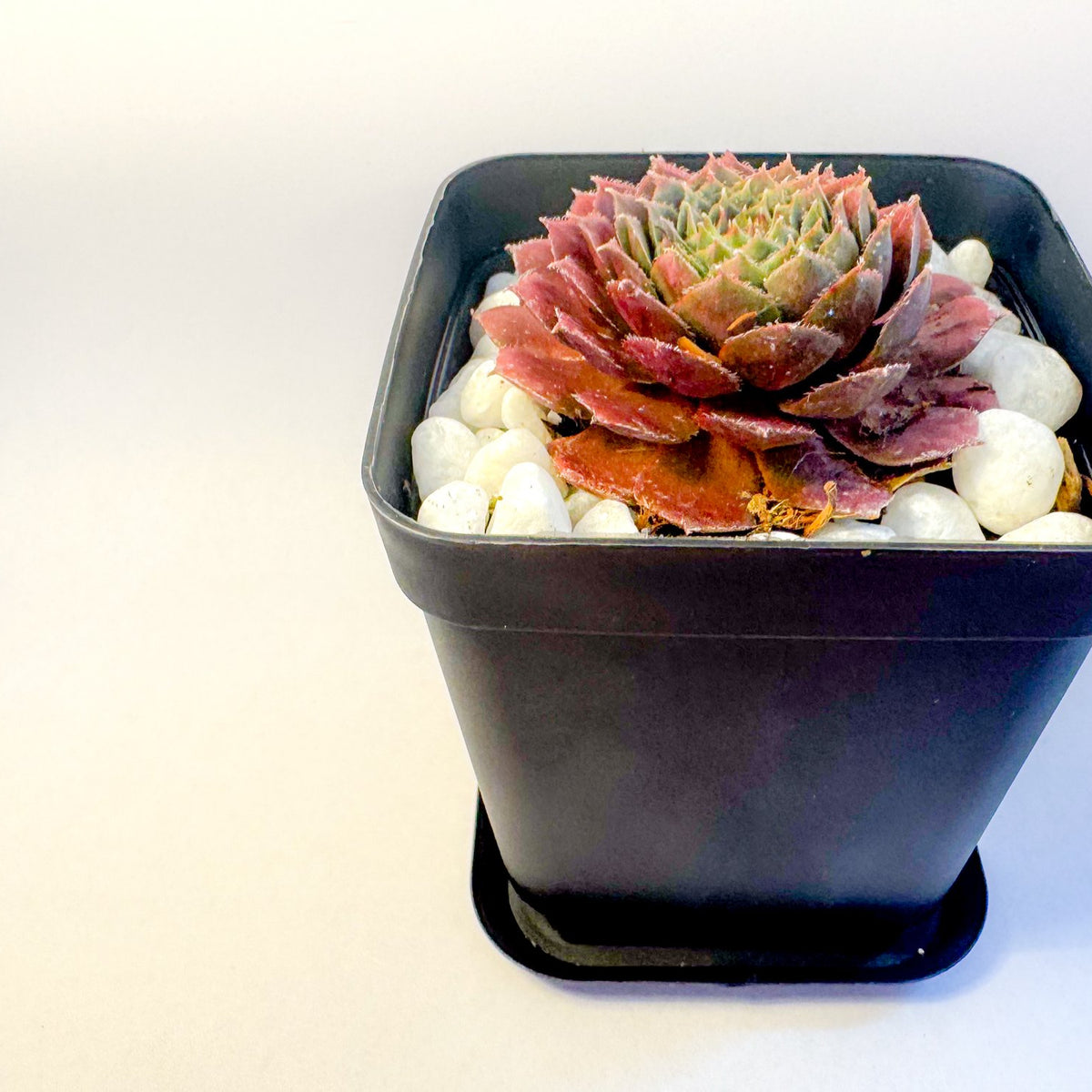 Potted Succulent Set of 6 in Black Plant Pots, Mini Sedum & Houseleek Plants, UK Grown Christmas Plant Gift