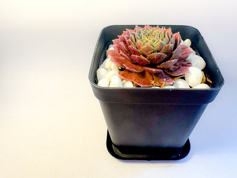 Potted Succulent Set of 6 in Black Plant Pots, Mini Sedum & Houseleek Plants, UK Grown Christmas Plant Gift